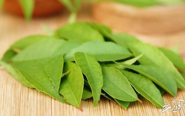 افزایش رشد ابرو با برگ کاری برگ کاری